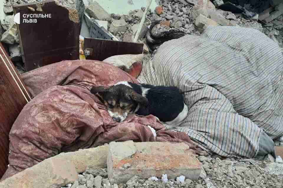 Стала відома доля собаки, яка лежала на розбобленому будинку на Львівщині
