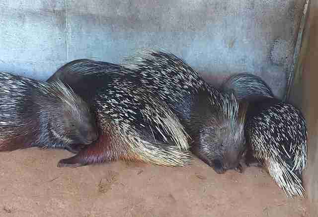 Стали відомі шокуючі деталі знищення тварин у зоопарку «Казкова Діброва» (ФОТО, ВІДЕО)