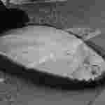 Стали відомі деталі загибелі кур’єрки Glovo у ДТП (фото, відео 18+)