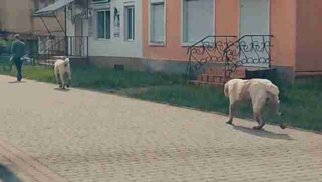 Суд вирішив долю алабаїв скандального бізнесмена з Львівщини, які кидалися на людей та загризли собаку