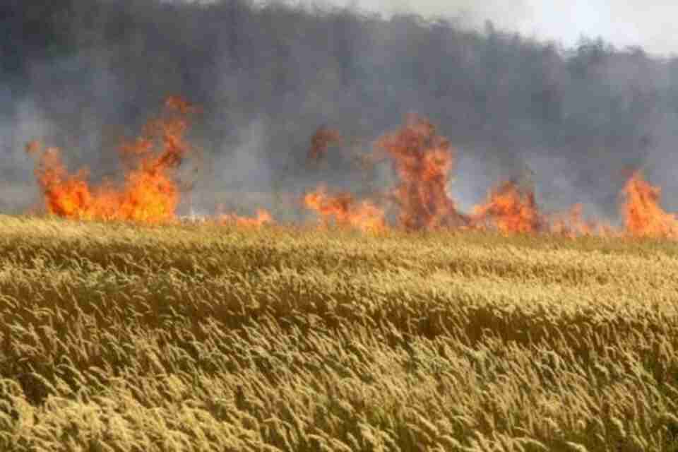 То розкрадають, то палять: окупанти  винищують український урожай ячменю на Дніпропетровщині