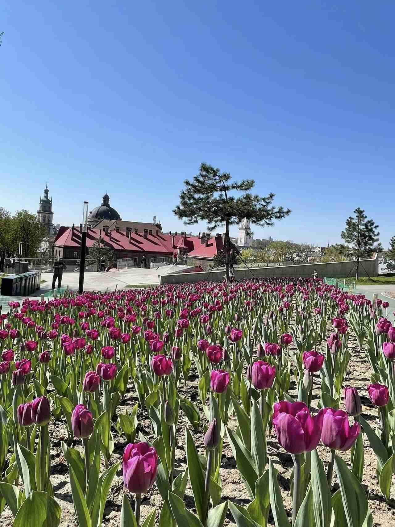 Топ-6 тюльпанових локацій у Львові, які варто побачити (ФОТО)