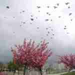 Цвітіння сакури: парк Івана Павла ІІ «потопає» у рожевому цвіті японської вишні (вражаючі фото)