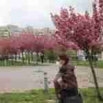 Цвітіння сакури: парк Івана Павла ІІ «потопає» у рожевому цвіті японської вишні (вражаючі фото)