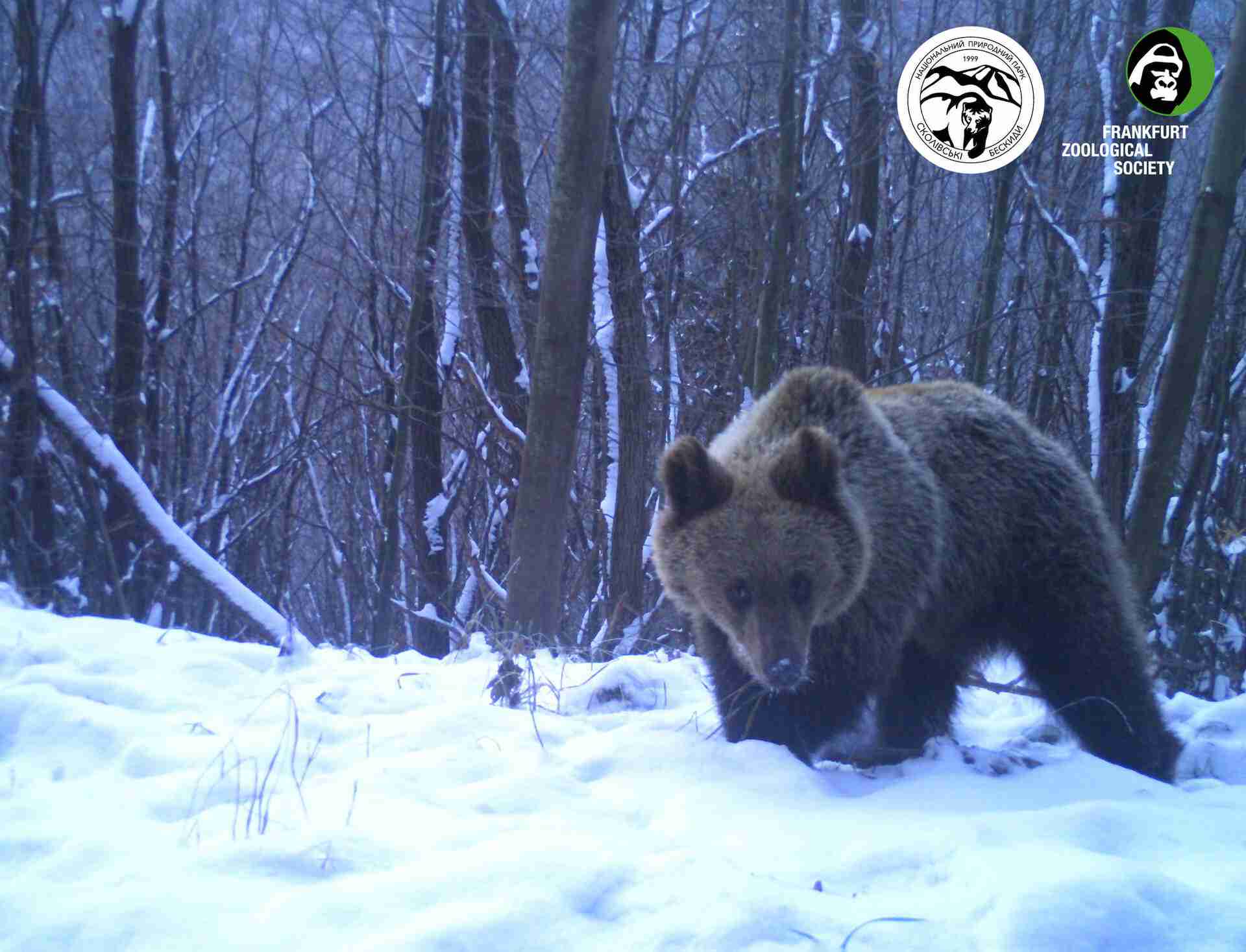 Туристів застерігають: у лісах Львівщини вже прокинулися ведмеді й гуляють рисі (ФОТО)