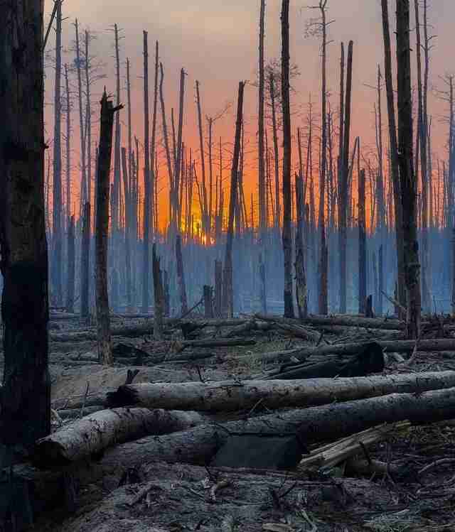 У бою проти окупантів загинув автор найвідомішого фото випаленого Серебрянського лісу Денис Зелений (ФОТО)
