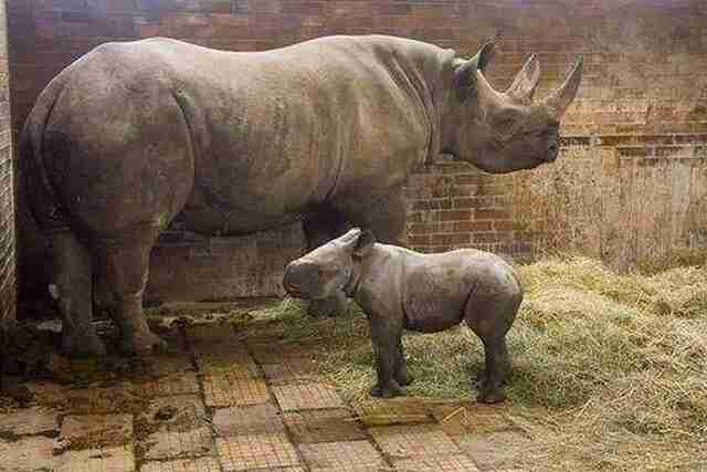 У Чехії з’явився свій Київ - на честь столиці України назвали дитинча носорога (фото)