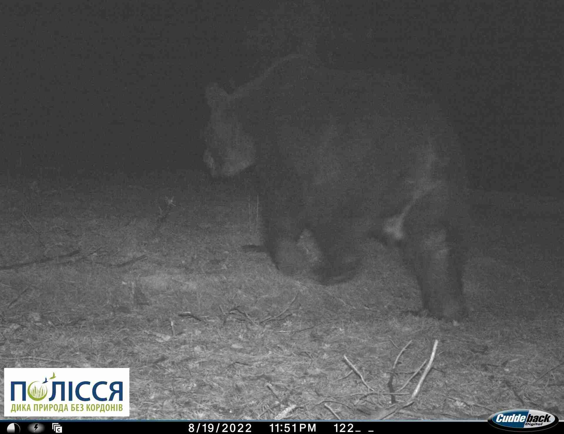 У Чорнобильській зоні вдруге за довгий час зафіксували бурого ведмедя (ФОТО)