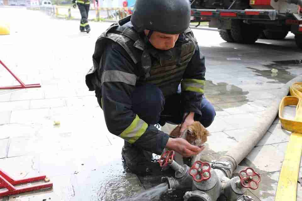 У Харкові вогнеборці під час пожежі врятували кота