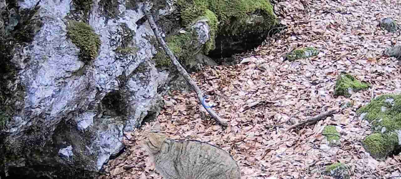 У Карпатах на кадрах фотопастки потрапив дуже рідкісний лісовий кіт (ВІДЕО)