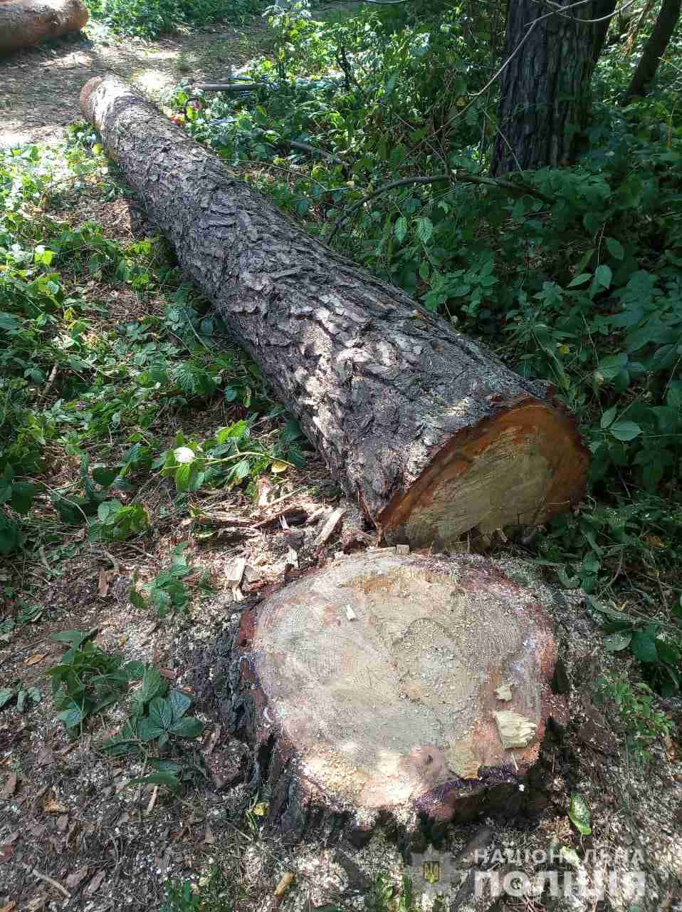 У Львівській області чоловік незаконно вирубував дерева