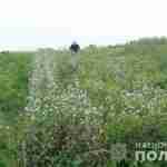 У Львівській області правоохоронці виявили понад 50 тисяч рослин маку
