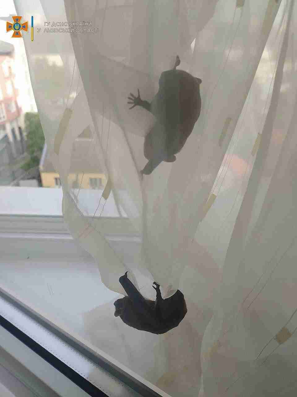 У львівській квартирі багатоповерхівки рятувальники виловили родину кажанів (ФОТО)