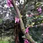 У львівському ботанічному саду розквітло «Юдине дерево» (фото)