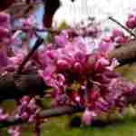 У львівському ботанічному саду розквітло «Юдине дерево» (фото)