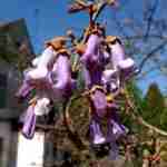 У львівському Ботанічному саду заквітло «імператорське дерево» (фото)