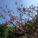 У львівському Ботанічному саду заквітло «імператорське дерево» (фото)