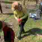 У львівському парку пенсіонери викопують для себе крокуси (фото)