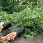 У Львові через негоду повалило дерева і обірвало лінії електропередач, містян просять залишатися вдома (фото, відео)