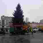 У Львові демонтовують та відправлять на утилізацію головну ялинку міста (фото)