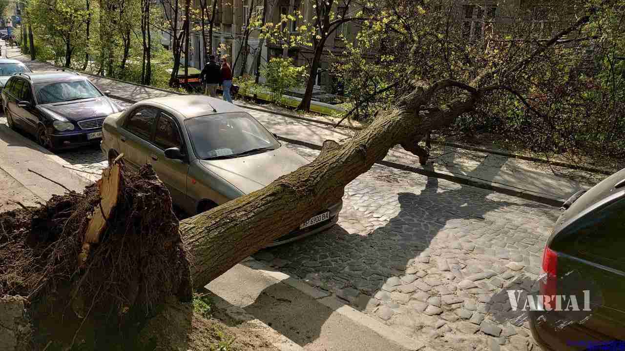 У Львові дерево впало на автомобіль (ФОТО)
