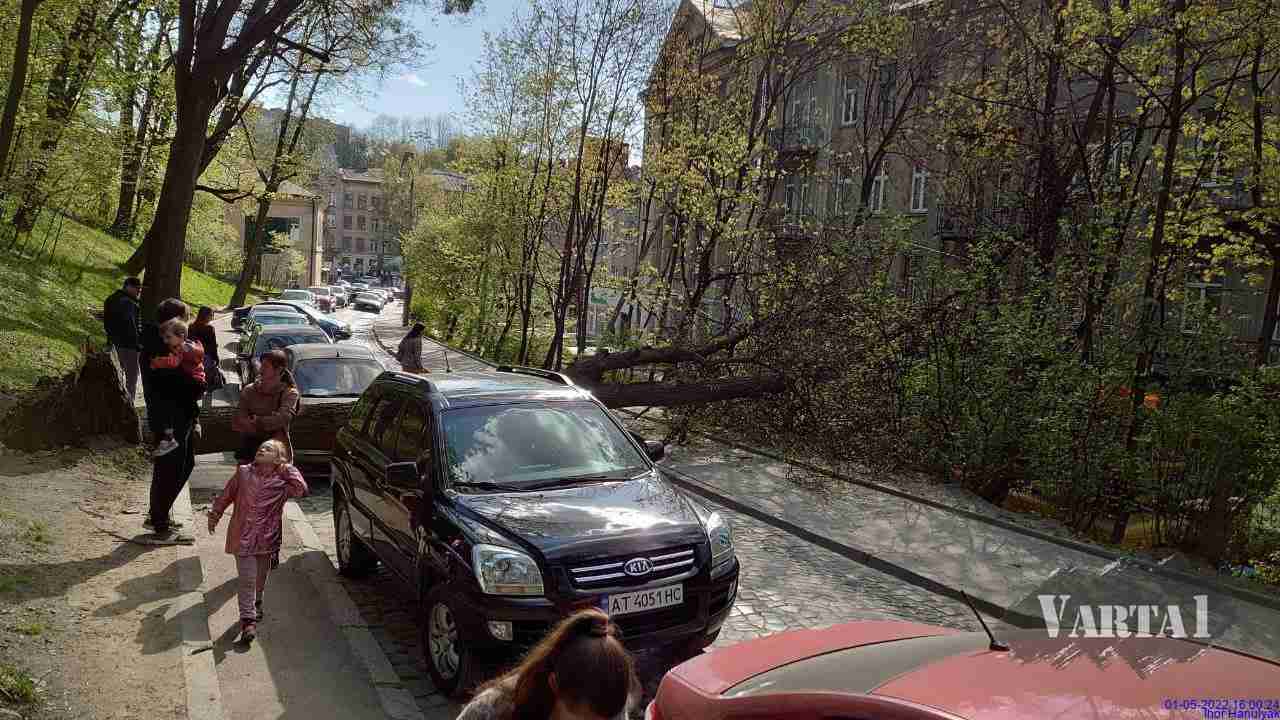 У Львові дерево впало на автомобіль (ФОТО)