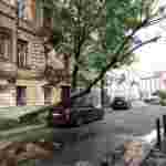 У Львові дерево впало на автомобіль (фото)