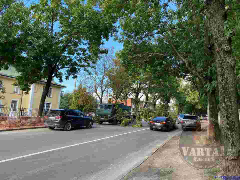 У Львові дерево впало на проїжджу частину вулиці, рух ускладнено (ФОТО)