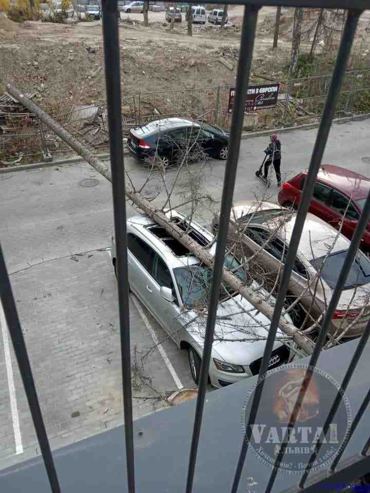 У Львові дерево впало на припаркований автомобіль (ФОТО)