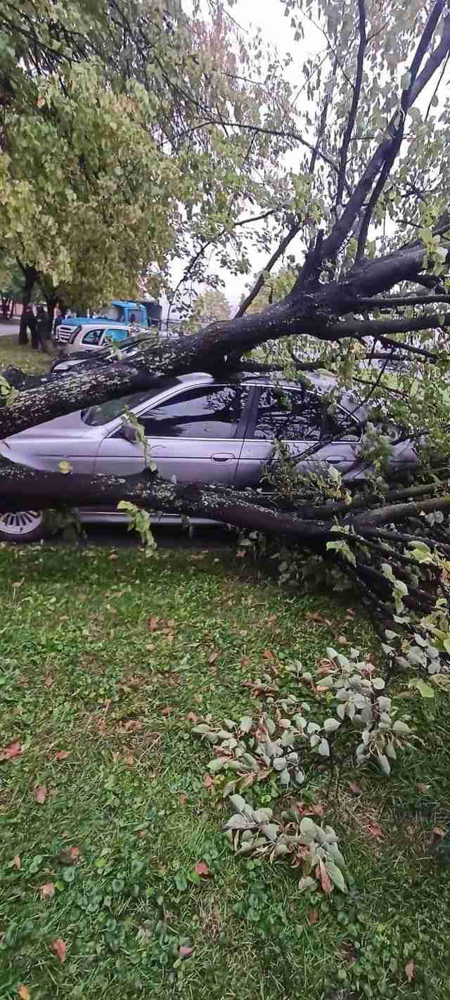 У Львові на автомобіль «BMW» впало дерево (ФОТО)
