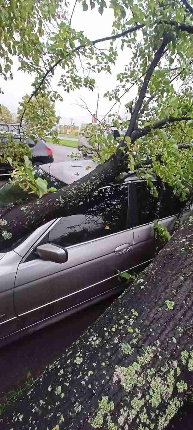 У Львові на автомобіль «BMW» впало дерево (ФОТО)