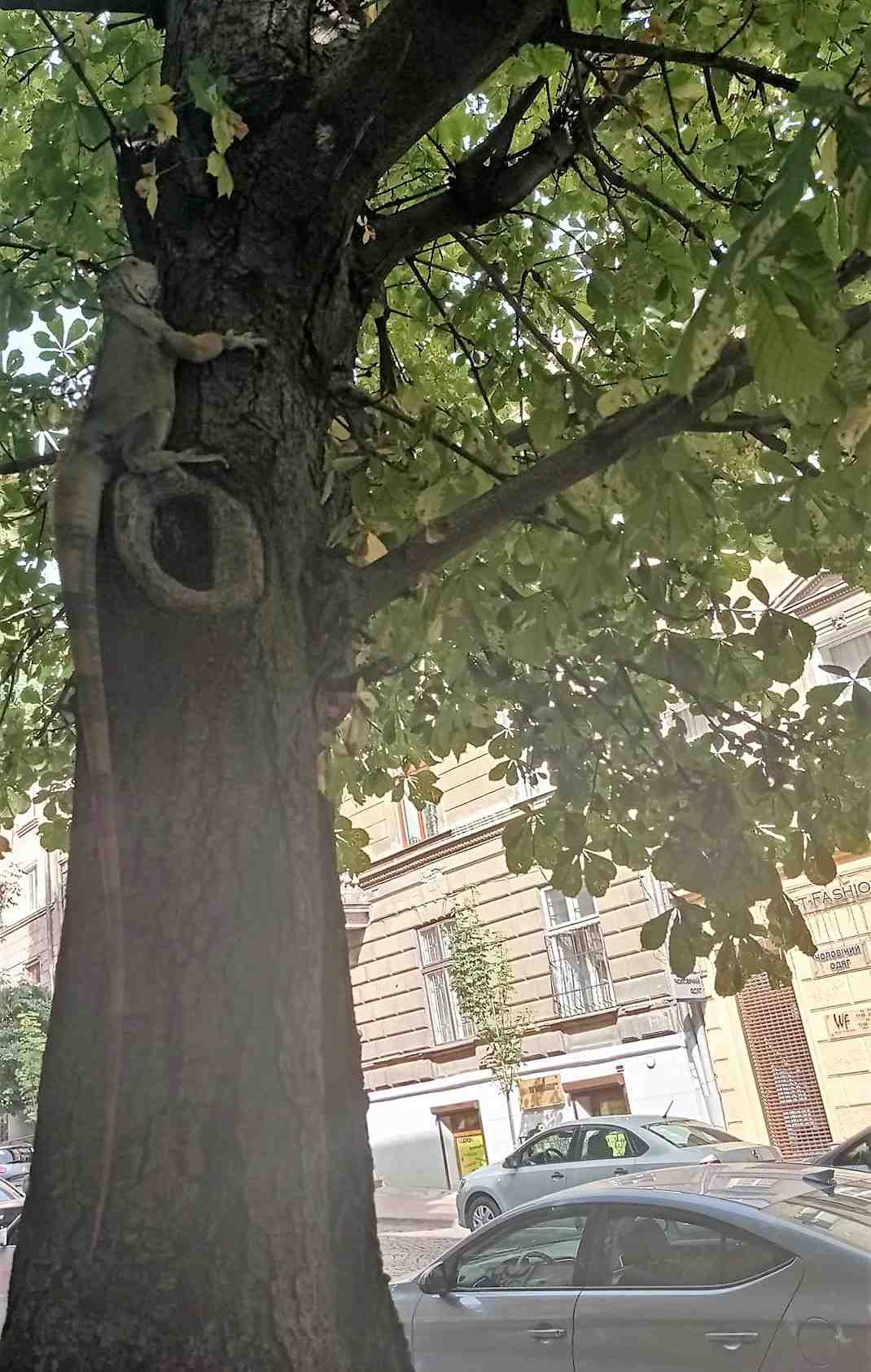 У Львові на дереві виявлено плазуна