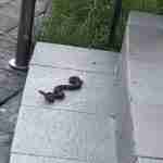 У Львові на подвір’ї знайшли змію (фото)