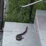 У Львові на подвір’ї знайшли змію (фото)