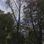 У Львові навмисно отруїли 25 дерев: шукають зловмисників (фото)