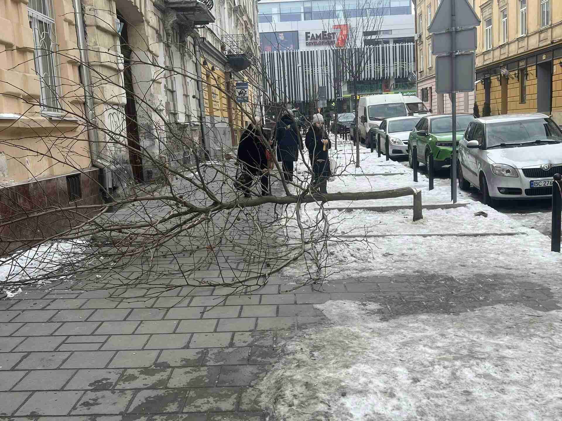 У Львові невідомі особи зрізали молоді платани (ВІДЕО, ФОТО)