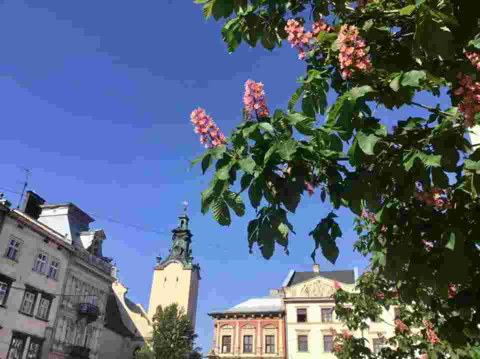 У Львові розквітли рожеві каштани на площі Ринок (фото)