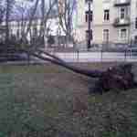 У Львові трамвай тимчасово змінив рух через падіння дерева (фото)
