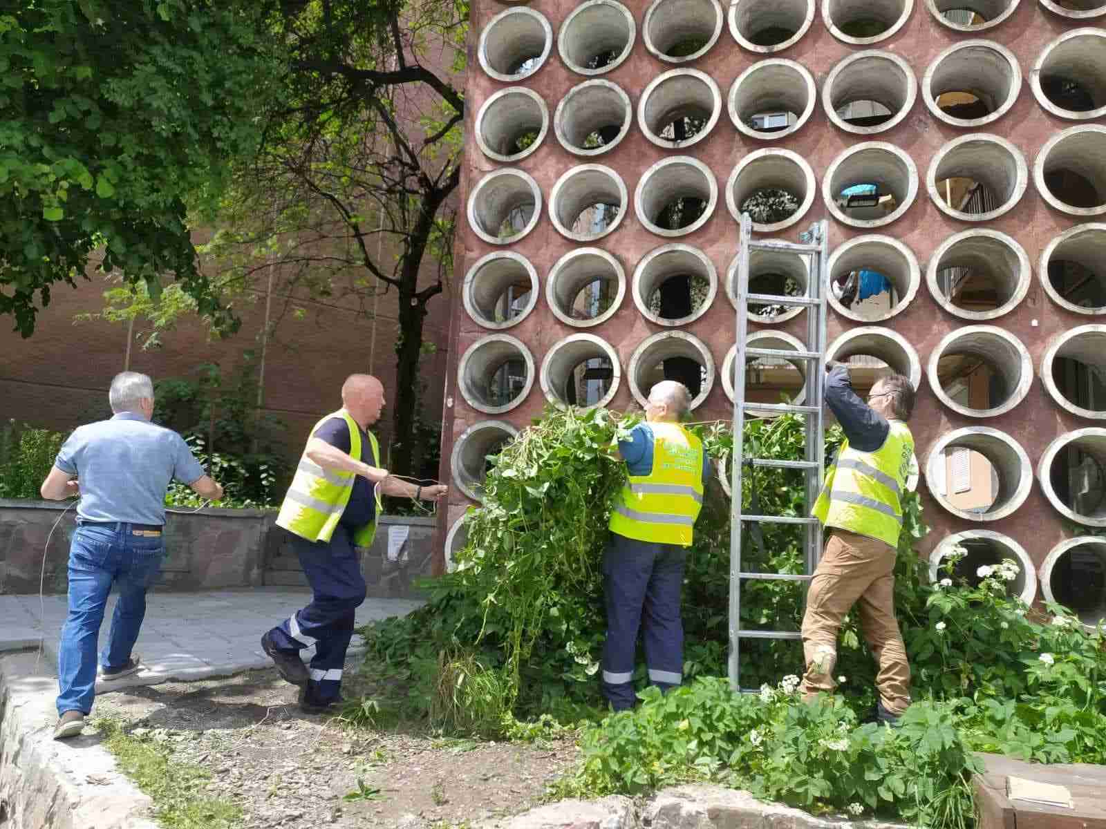 У Львові вандали зірвали зі стіни виноград (ФОТО)