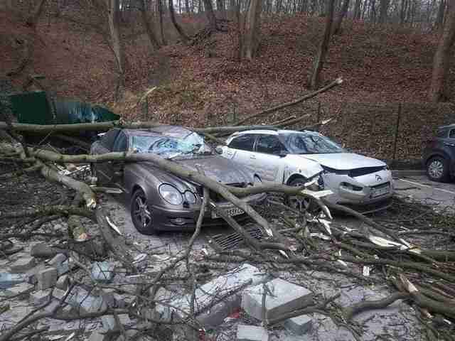У Львові відшкодують кошти водіям, на чиї автомобілі впало дерево