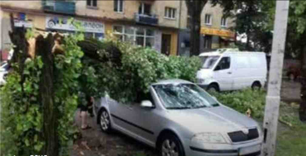 У Львові водій відсудив у міськради понад 52 тис. грн за розбите деревом авто (ФОТО)