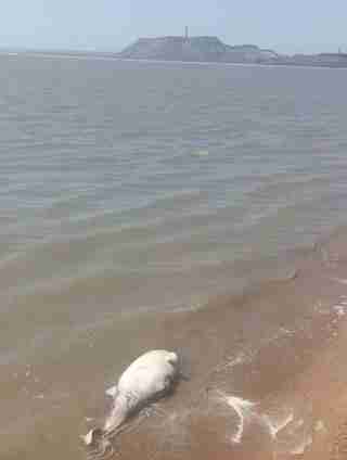 У Маріуполі тіла загиблих та сміття забруднюють воду: в Азовському морі масовий мор дельфінів (ФОТО)