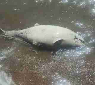 У Маріуполі тіла загиблих та сміття забруднюють воду: в Азовському морі масовий мор дельфінів (ФОТО)