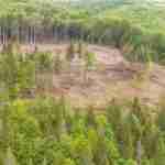 У мережі опублікували вражаючі фото наслідків вирубок дерев у Карпатах