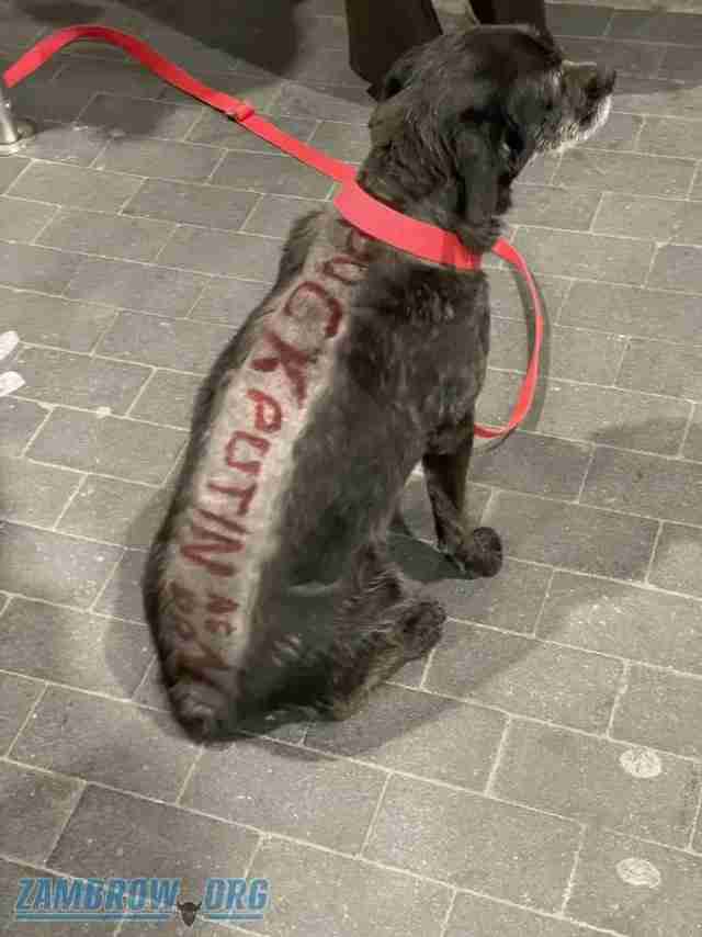 У Польщі покарають чоловіка, який протестував проти війни в Україні, поголивши спину пса з висловом про путіна (ФОТО)