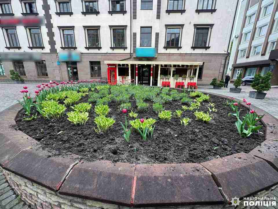 У Рівному невідомі викрали майже 200 тюльпанів з міської клумби (ФОТО)
