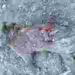 У села на Прикарпатті почали заходити ведмеді: роздерли корову і кілька свиней, знищили пасіку (ФОТО, ВІДЕО)