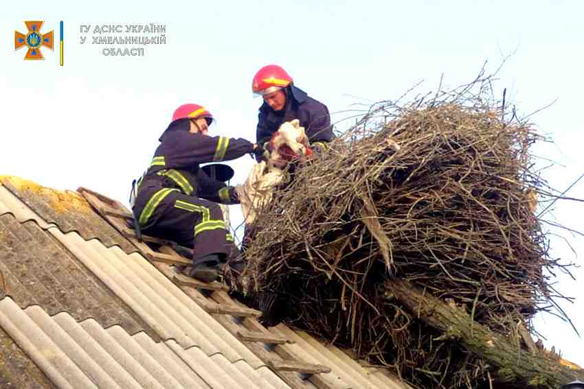 У селі Немиченці надзвичайники врятували лелек, гніздо яких впало на дах будинку (фото)