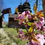 У Шевченківському гаю вперше зацвіли сакури (фото)