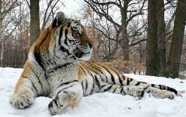 У США раптово помер тигр, якого назвали Путін